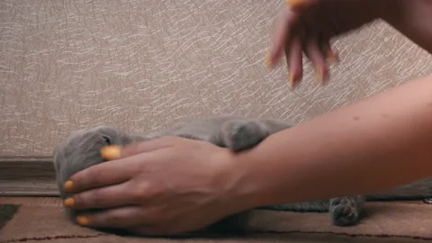 Man's Hand Combs Gray Scottish Cat with a Comb Stock Footage 200126563