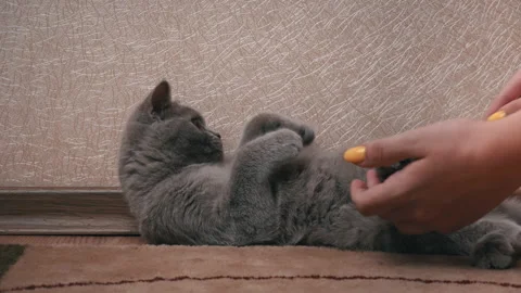 Man's Hand Combs Gray Scottish Cat with a Comb Stock Footage 200737242