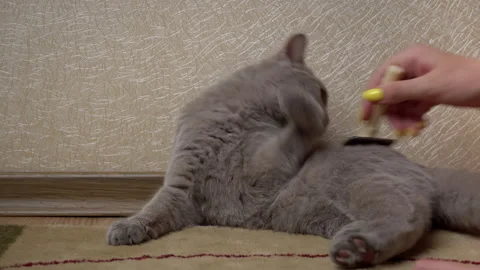 Man's Hand Combs Gray Scottish Cat with a Comb Stock Footage 200835000