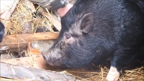 A man's hand combs a huge pig behind his ear Stock Footage 120799330
