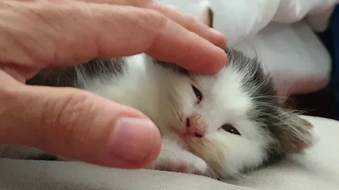 A man's hand cuddles a cute kitten rescued from the street Stock Footage 120266775