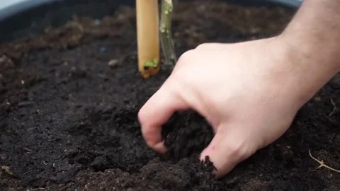 Man's hand digging in the wet soil of the flowerpot Stock Footage 147878537