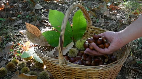Man's hand drop chestnuts inside a wicker basket Stock Footage 163116877