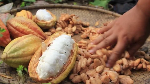 A man's hand drying cocoa pods Stock Footage 220075782
