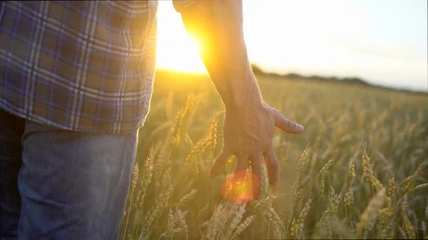 Man's hand of farmer man in wheat field walking and touching wheat ears at Stock Footage 101304896