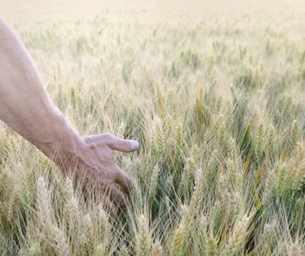Man's hand in field Stock Photos