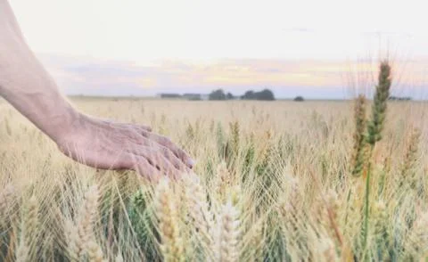 Man's hand in field Stock Photos