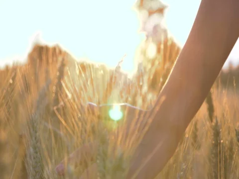 A man's hand on a field with wheat is seen from the side on a yellow orange Stock Footage