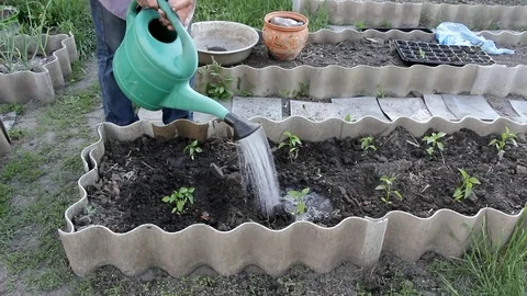 A man's hand generously pours small sprouts of pepper in the garden Stock Footage 102673775
