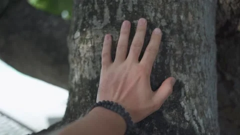 A man's hand gently slides along the bark of a tree close-up. Stock Footage 146706297