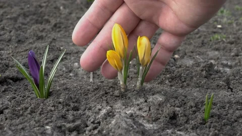 A man's hand gently stroking the buds of yellow flowers - crocuses, which grow Video stock 106297720