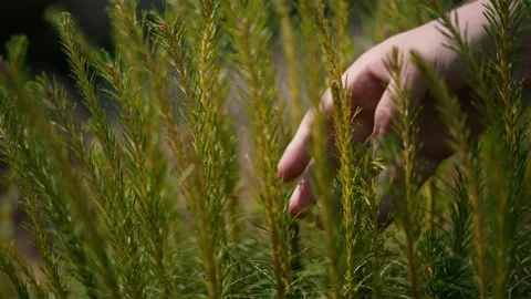 A man's hand gently takes a young pine shoot. Help in greening the planet Видео 160080107