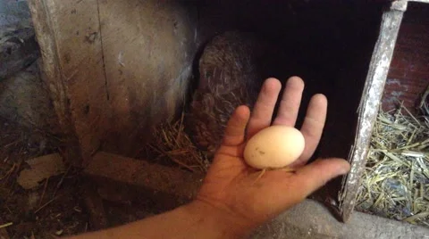 Mans Hand Get an Egg From Under the Chicken in Henhouse Stock Footage 68387610