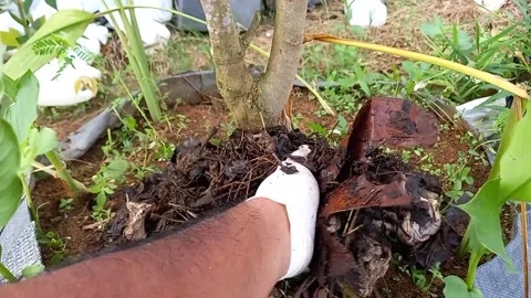 A man's hand is giving compost Stock Footage 157568288