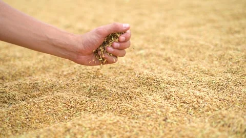 Man's hand grabbing a handful of rice and gently sprinkling it Stock Footage 240831271