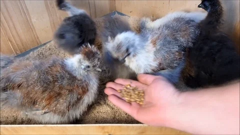 Man's hand with grain and rare breed chickens in brooder to grow Stock Footage 121762035