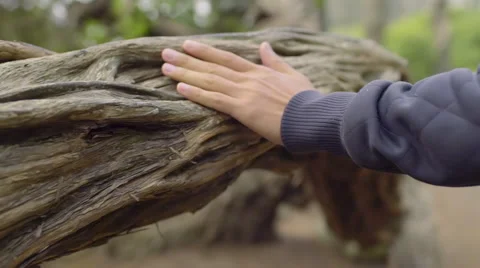 Man's Hand Grazes The Length Of A Tree As He Explores A Forest (Slow Motion) Stock-Footage 51396512