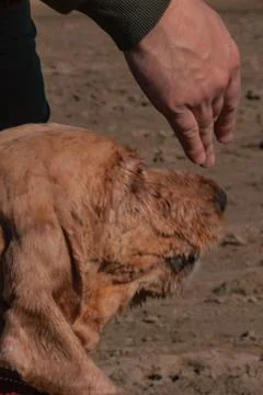Mans hand hangs over the head of a devoted red-haired beige spaniel dog. man  Fotos Stock