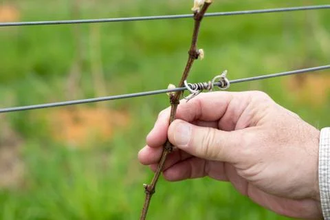 A Man's Hand Holding the Budding Vine in a Vineyard Stock Photos