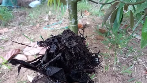 A man's hand holding compost Stock Footage 158083846