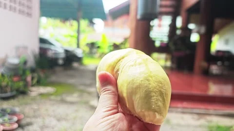 Man's hand holding a large ripe yellow durian pulp outdoors. Видео 339203004