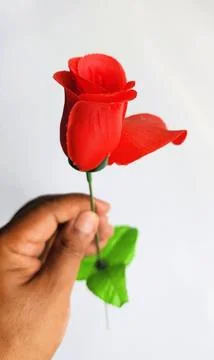 A man's hand is holding a red rose with green leaves made of plastic Stock Photos