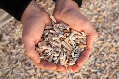 Man's hand holding seashells Stock Photos