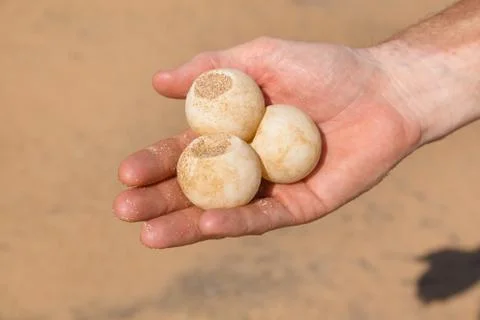 Man's hand holding three turtle eggs Stock Photos