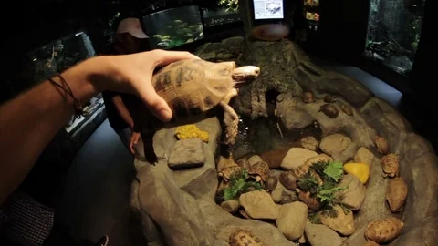 Man's hand holding a turtle close-up Video stock 73315907