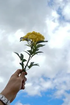 Man's hand holding a yellow flower towards the sky Stock Photos