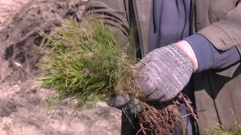 A man's hand holds green tree seedlings. Stockbeeldmateriaal 313443780