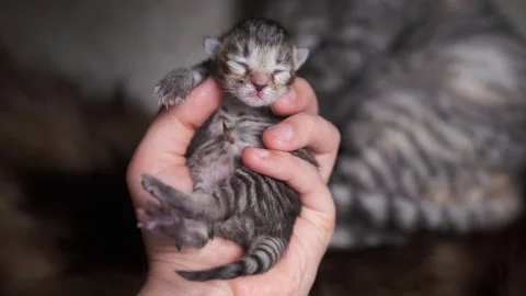 A man's hand holds a newborn, blind kitten, close-up. A small, gray kitten. 스톡 동영상 129297341