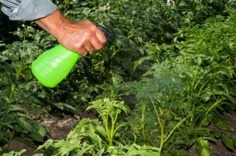 A man's hand holds a spray gun, spraying the green tops of potatoes from the Stock Photos