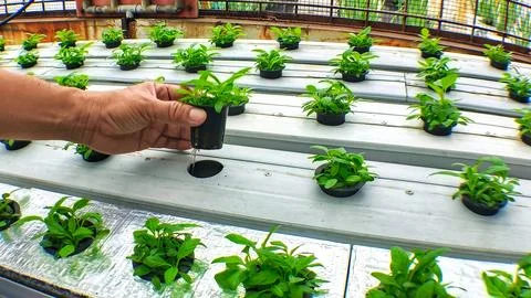 A man's hand inserts a pot of young spinach into a gutter hole in a hydropo.. 스톡 사진