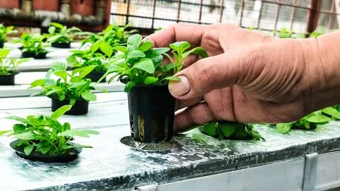 A man's hand inserts a pot of young spinach into a gutter hole in a hydropo.. Stock Photos