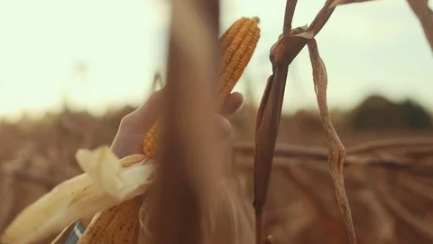 Man's Hand Inspecting Corn in Field During Sunset (Close Up) Stock Footage 81563431