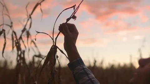 Man's Hand Inspects Corn Stalk in Field During Beautiful Pink Sunset Stock Footage 81564079