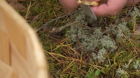 Man's hand with a knife cuts off the root of chanterelle in the forest. Video stock 126292482