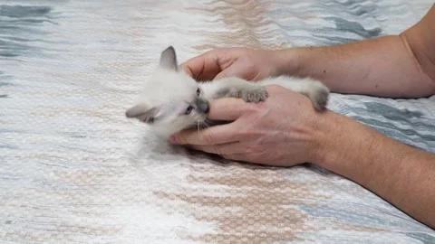 Man's hand, a man plays with a kitten on the bed. Thai or Siamese kitten, blu Stock Footage 169228499