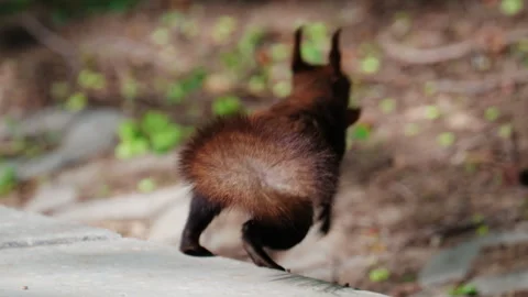 Man's hand offering nuts to a red squirrel on a park bench Stock Footage 337245156