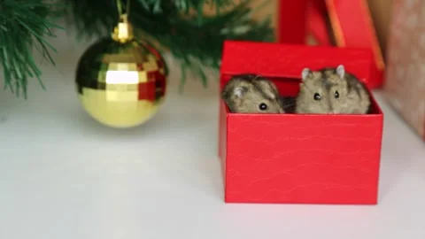 A man's hand opens a gift box on the background of a Christmas tree. Vídeo Stock 253553189