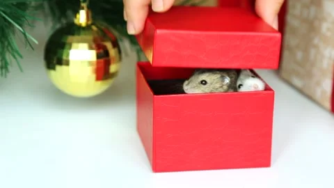A man's hand opens a red gift box on the background of a Christmas tree. Gift Stock Footage 253581286