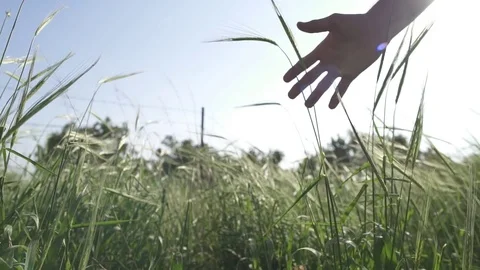 Man's hand pass through the crops in a field Stock Footage 81860095