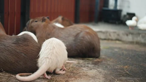 Man's hand pets a small white coypu, also known as nutria, in a pen Видео 347040509