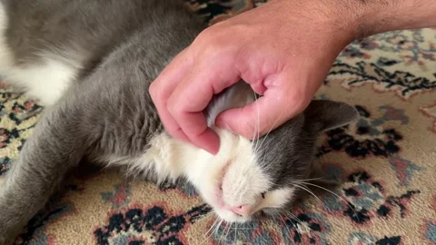 Man's hand petting a relaxed bicolor cat's face Stock Footage 345828060