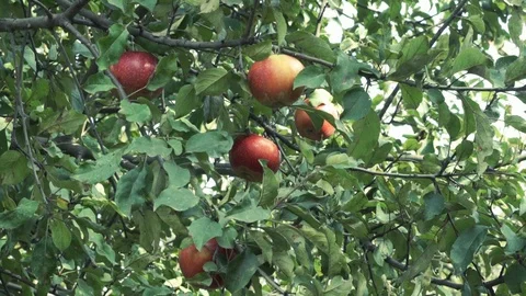 Man’s hand picked one red apple from the tree Stock Footage 118829234