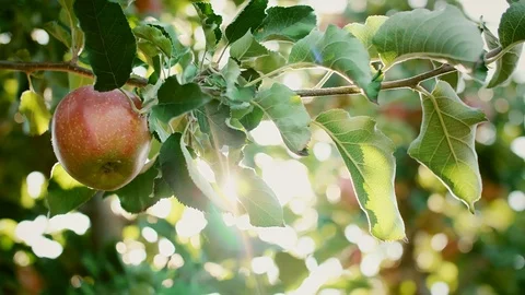 Man’s hand picking apples in the apple orchard Video stock 117420848