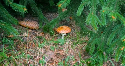 Man's hand picking up bad red poison toxin mushroom, forest ground under a tree Stock Footage 296178565
