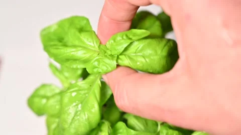 Man's  hand picking up  basil leaves. Locavore movement, clean eating,organic  Stock Footage 165080197