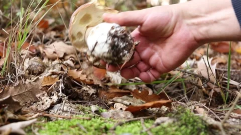 Man's hand picking up cep mushroom (Boletus edulis) in the forest. Stock Footage 219946889